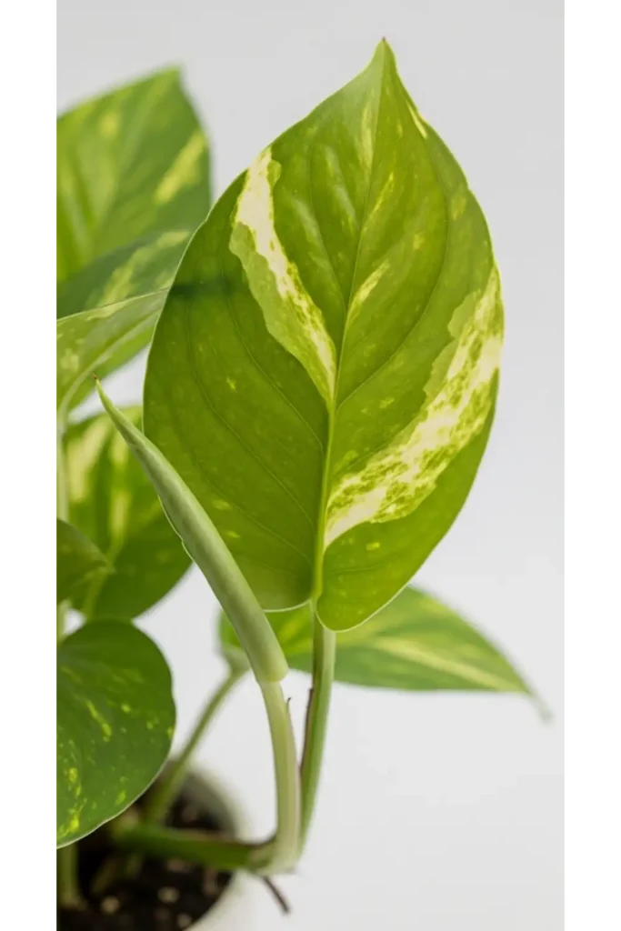  Be Patient with Growth