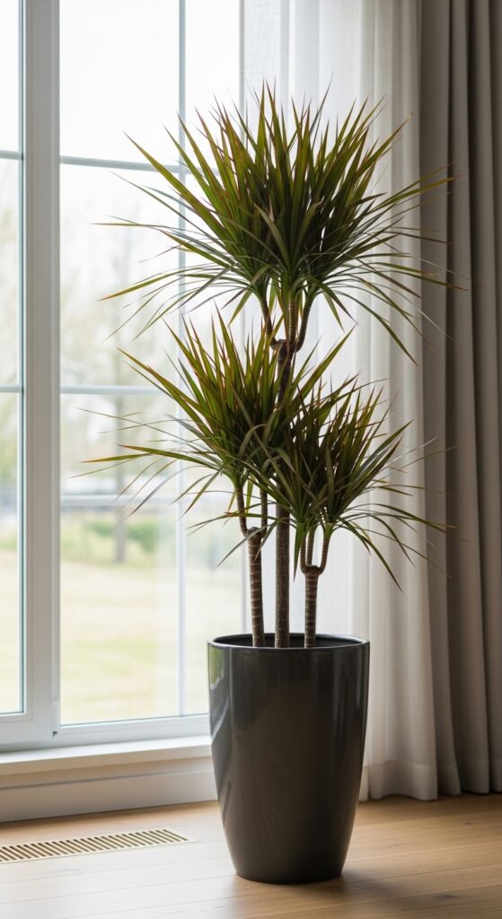 23 Low Maintenance House Plants For Easy Homes 11 Dracaena