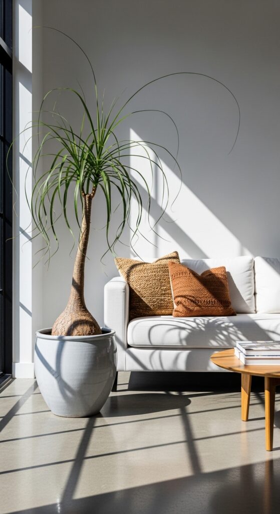 23 Low Maintenance House Plants For Easy Homes 19 Ponytail Palm